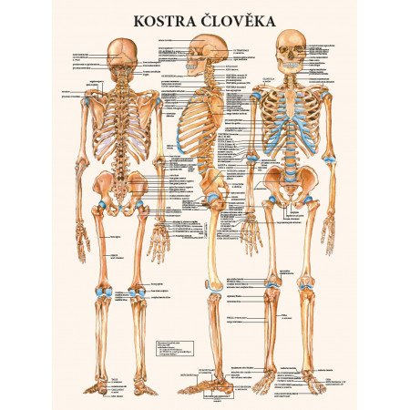 Plagát kostra človeka