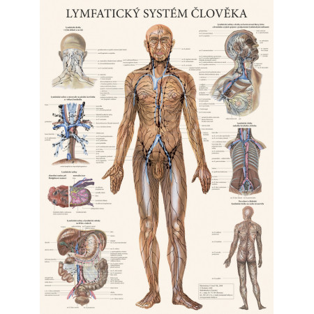 Plagát lymfatický systém človeka