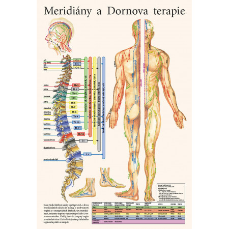Plagát meridiány a dornova terapia