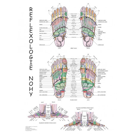 Plagát reflexológia nohy