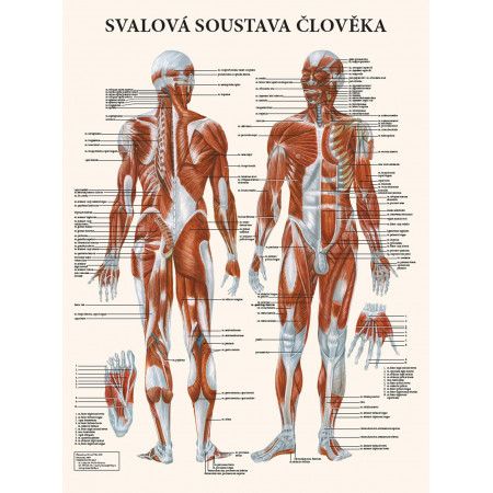 Plagát svalová sústava človeka